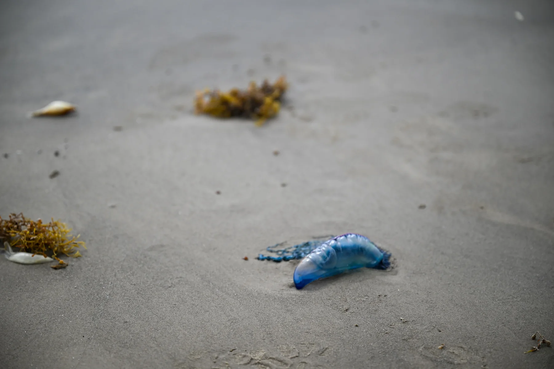 Blue shapes resting on wet beach sand