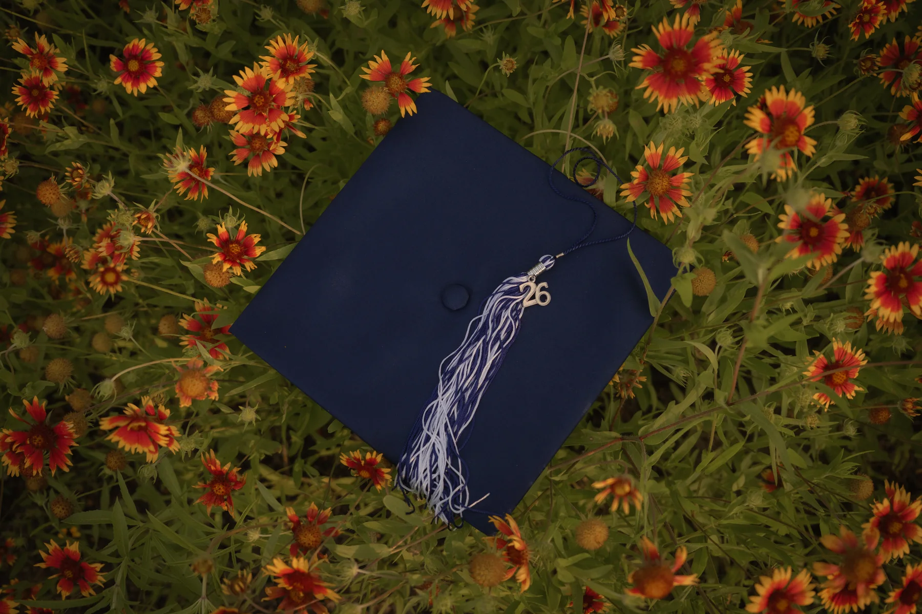 A navy graduation cap resting among orange and yellow flowers